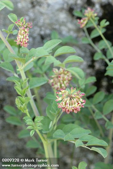 Lotus crassifolius