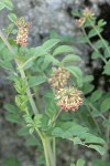 Big Deervetch blossoms & foliage