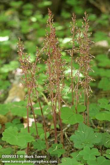 Corallorhiza mertensiana