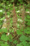 Western Coralroot