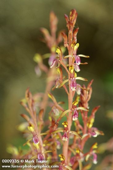 Corallorhiza mertensiana