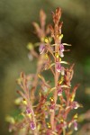 Western Coralroot blossoms