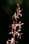 Western Coralroot blossoms