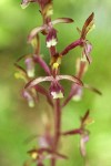 Western Coralroot blossoms