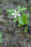 Western Wood Anemone