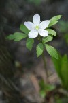 Western Wood Anemone