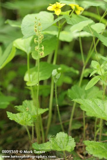 Mitella pentandra