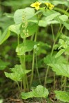 Alpine Mitrewort