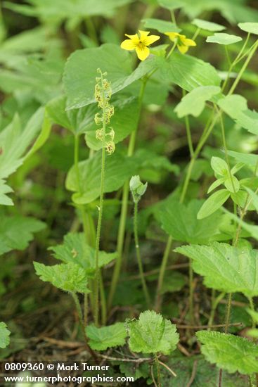 Mitella pentandra