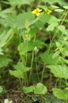 Alpine Mitrewort