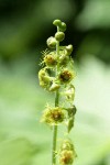 Alpine Mitrewort blossoms detail