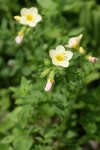 Salmon Polemonium