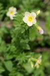 Salmon Polemonium