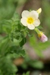 Salmon Polemonium