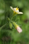 Salmon Polemonium blossom & bud detail