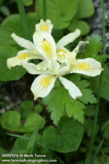 Iris chrysophylla