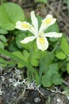 Yellowleaf Iris