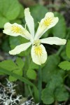 Yellowleaf Iris