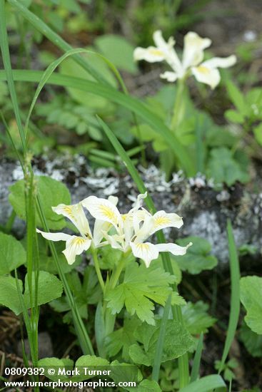 Iris chrysophylla