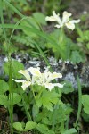 Yellowleaf Iris