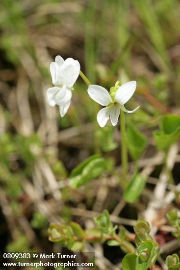 Viola macloskeyi