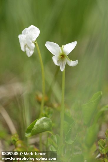 Viola macloskeyi