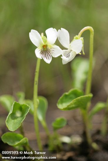 Viola macloskeyi