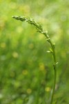 Few-flowered Bog Orchid