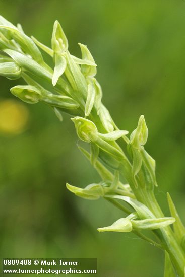 Platanthera sparsiflora