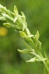 Few-flowered Bog Orchid blossoms