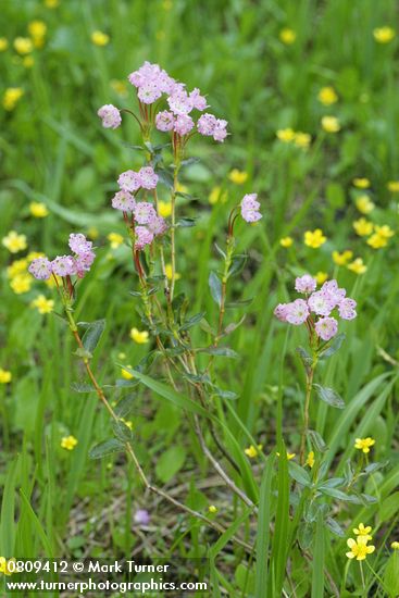 Kalmia microphylla