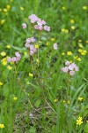 Western Bog Laurel