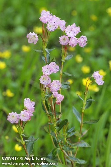 Kalmia microphylla