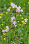 Western Bog Laurel