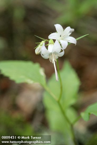 Campanula scouleri