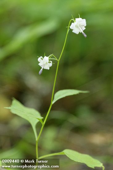 Campanula scouleri