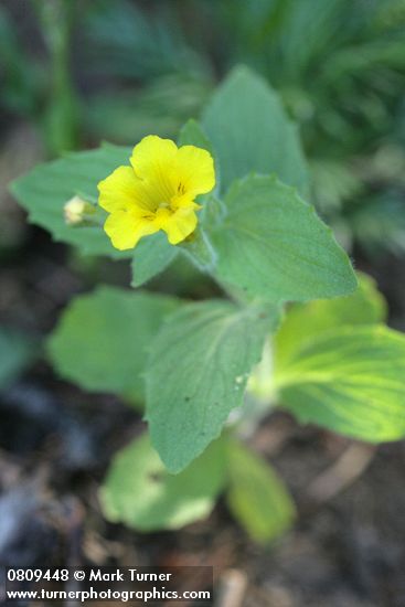 Mimulus moschatus