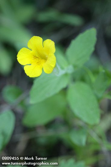 Mimulus moschatus