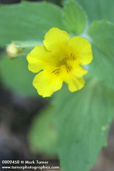 Mimulus moschatus