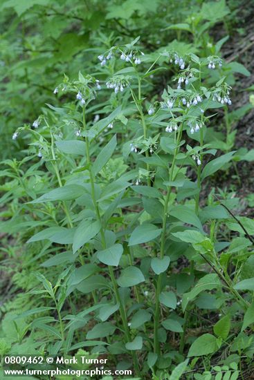 Mertensia paniculata