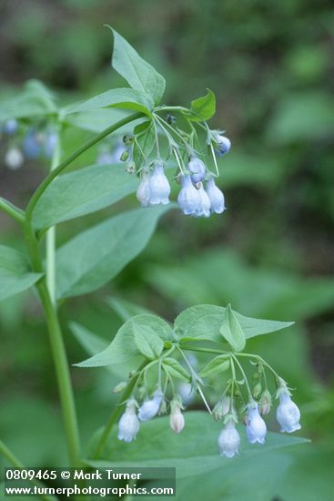 Mertensia paniculata