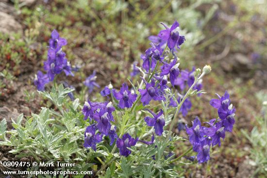 Delphinium menziesii