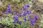 Menzies' Delphinium