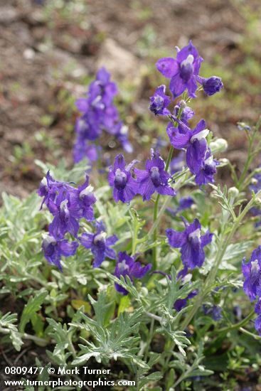 Delphinium menziesii