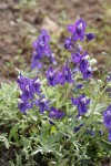 Menzies' Delphinium