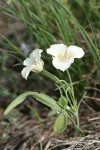 Subalpine Mariposa Lily (Mountain Cat's Ear)
