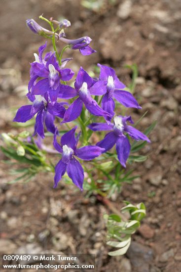 Delphinium menziesii