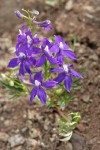 Menzies' Delphinium