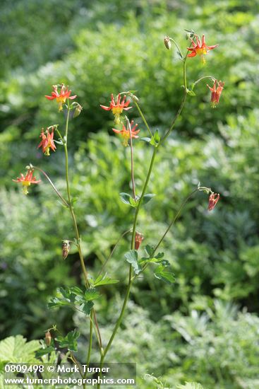 Aquilegia formosa