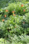 Red Columbine